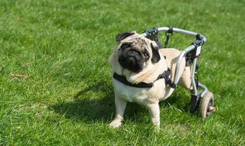Dog with a wheel chair