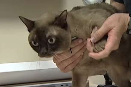 Cat being examined