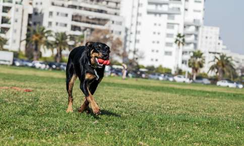 Rottweiler running on grass