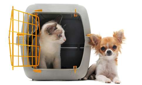Cat in a carrier and dog resting beside it