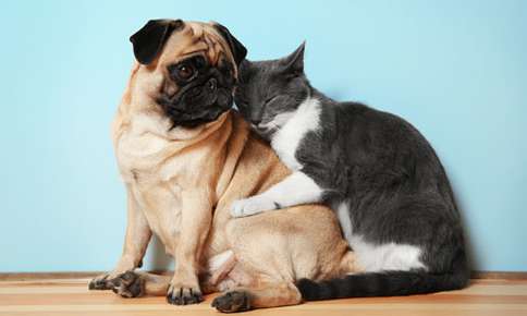 A dog and a cat cuddling