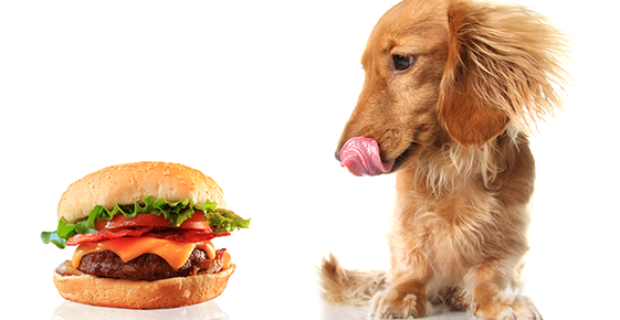 Dog licking his lips at a hamburger