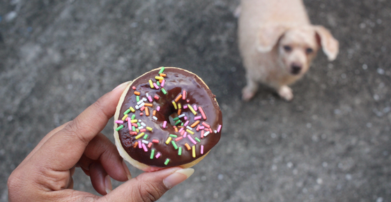 Chocolate donut with sprinkles and a dog in the background