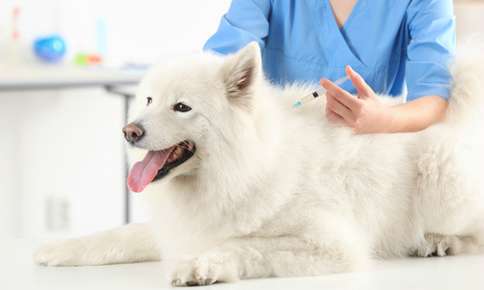 furry white dog getting shot at the vet